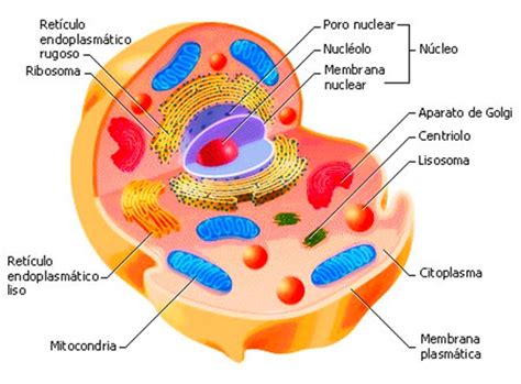 Células Eucariotas y Procariotas   Que son, Diferencias y ...