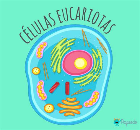 Células eucariotas y procariotas: ¿Qué son? | Pequeocio.com