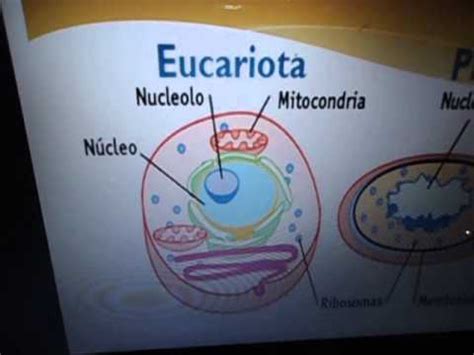Celulas eucariotas y procariotas   YouTube