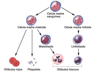 Células madre adultas –“La madre de todas las células