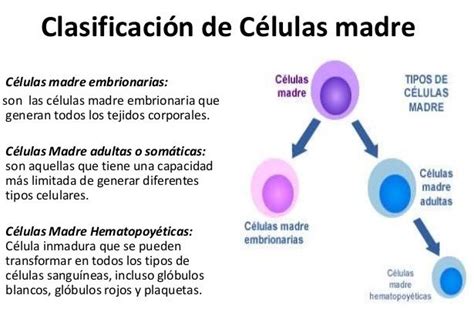Células madre | Celulas madre, Celulas y Celulas tipos