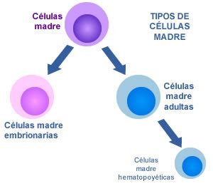 células madre embrionarias | elembarazo.net