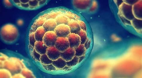 Células madre embrionarias: las células que causaron una ...