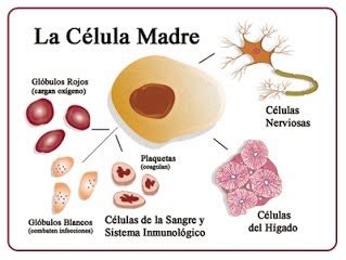 Células madre: en nuestro organismo existen muchos tipos ...