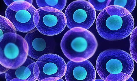 Células madre, entre la estafa y la ciencia   Brunoticias