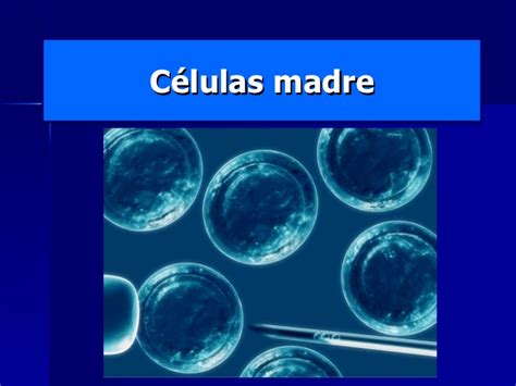 Celulas madre