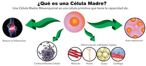 Células Madre para Ortopedia | Celulas madre, Celulas ...