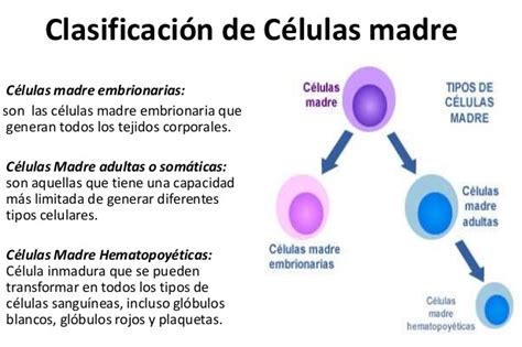 Células madre   Tipos de células