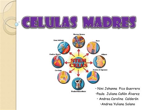 Celulas madres