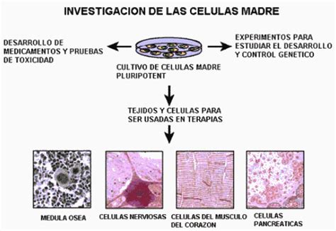 Celulas Madres Todo Explicado de Forma Sencilla