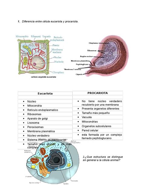 Celulas procariota y eucariota by Fabián Andrés Gonzalez ...