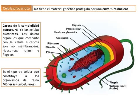 Células procariotas   Escuelapedia   Recursos Educativos