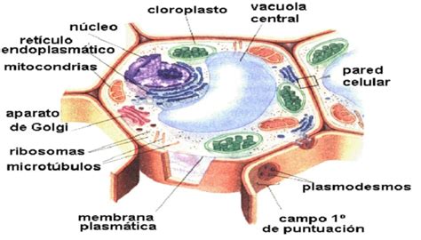 Celulas Vegetales Y Sus Partes   SEONegativo.com