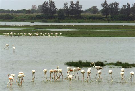 Censan 530.000 aves de 90 especies en marismas de Doñana durante invernada