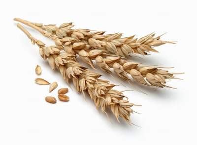 Centeno   propiedades y beneficios de los cereales   Mira recetas