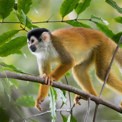 Central American Squirrel Monkey   Profile | Facts ...