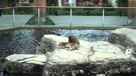 Central Park Zoo Animals around the Zoo   YouTube
