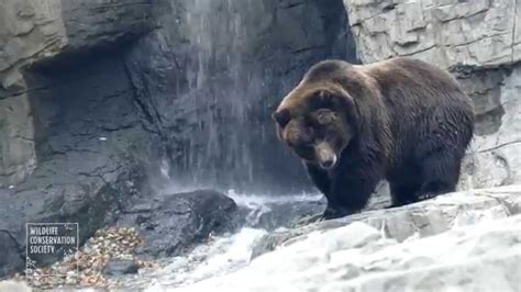 Central Park Zoo Brown Bears   YouTube