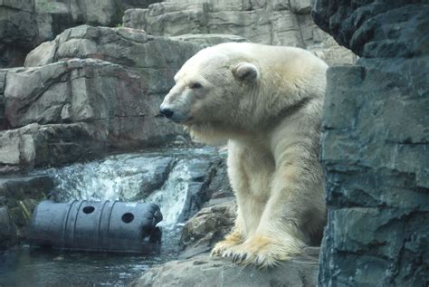 Central Park Zoo | File:Polar Bear at Central Park Zoo.  With images ...