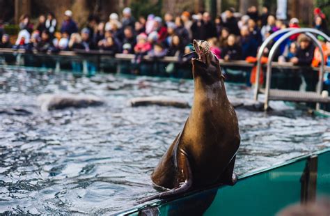 Central Park Zoo, New York   Culture Review   Condé Nast Traveler