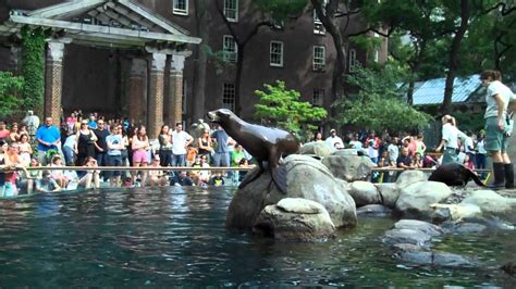 Central Park Zoo, NY || Sea Lion Feeding & Show Time   YouTube