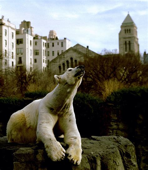 Central Park Zoo’s beloved polar bear Gus dies after being euthanized ...