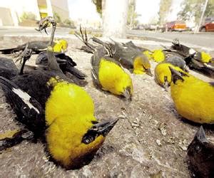 Centro de Formación Ecológica FUNDACEBA: Extinción masiva de pájaros ...