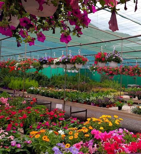 centro de jardinería | Vivero de plantas, Centro de jardinería ...