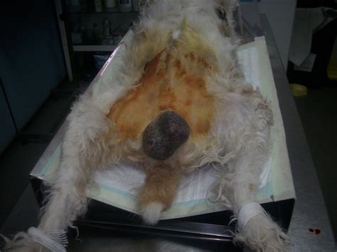 Centro Veterinario Sangüesa: Tumores testiculares en perro