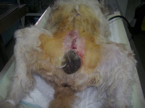 Centro Veterinario Sangüesa: Tumores testiculares en perro