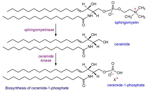 Ceramide 1 Phosphate