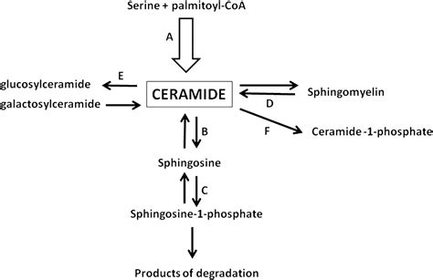 Ceramide and Insulin Resistance: How Should the Issue Be ...