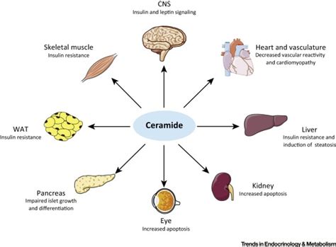 Ceramides – Lipotoxic Inducers of Metabolic Disorders ...