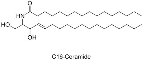 Ceramides – what the eff are they and why are they in my ...