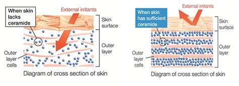 Ceramides skin care diagram meaning how do they work ...