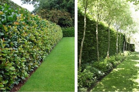 Cercos Verdes   Cielaria | Plantas para cercos, Arbustos de jardín ...