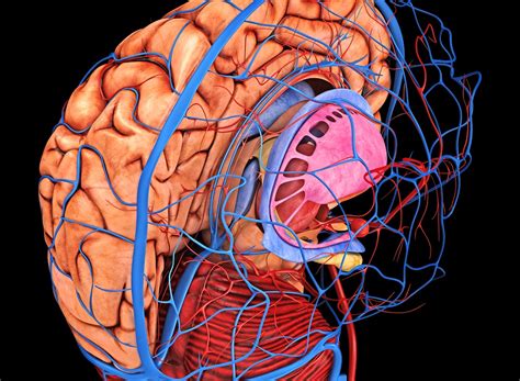 Cerebral Blood Flow Significantly Reduced After Hemodialysis