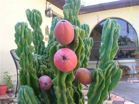 Cereo   Cereus peruvianus   Piante Grasse   Come coltivare ...