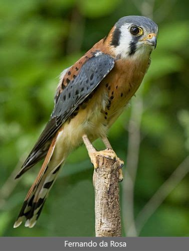 Cernícalo americano macho | Falco sparverius, Cernícalo ...
