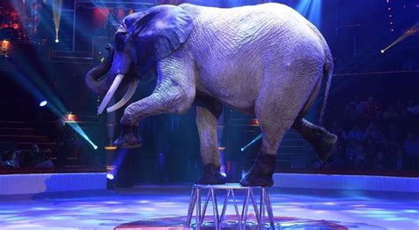 Cerrará Francia circos y espectáculos con animales en 2023 | Puente Libre