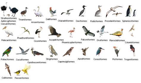 CERTHIA: Clasificación de las aves modernas