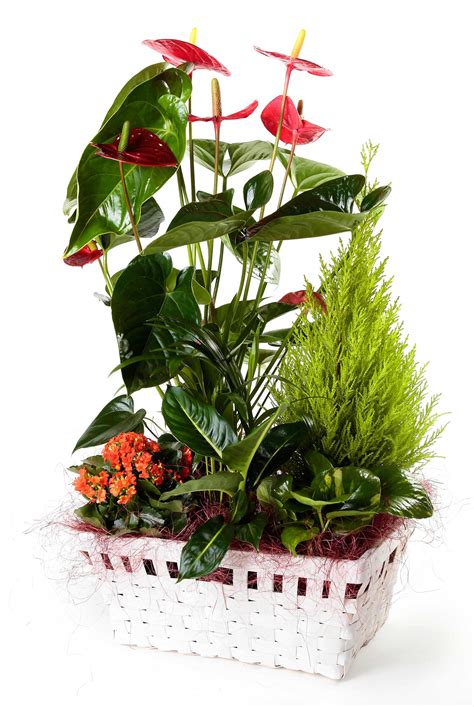 Cesta de plantas con anthurium + regalo   Cestas de ...