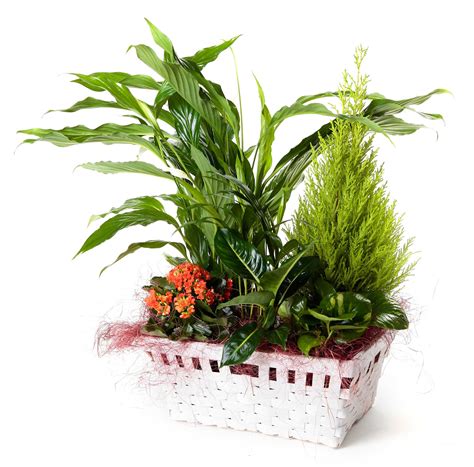 Cesta de plantas con spatifilium + regalo   Cestas de ...