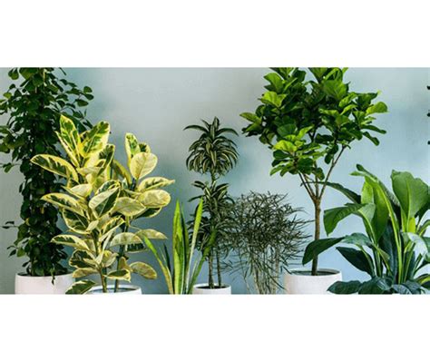Cestas de plantas online   FloresNuevas.com