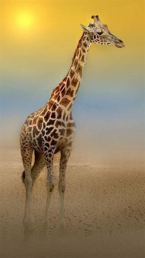 Cetanwakuwa  | Giraffe pictures, Animals wild, Animals ...