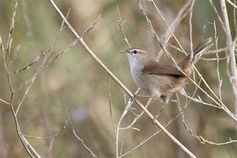 Cettisångare   Cettia cetti   Cetti s warbler   Svartfoton ...