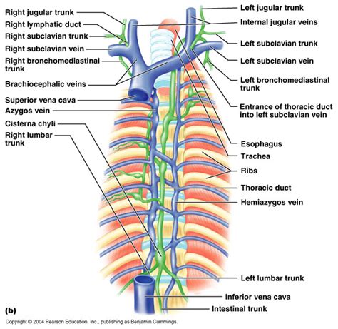 CH20 Gross Anatomy of the Lymphatic System