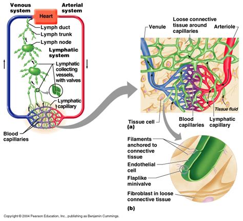 CH20 Gross Anatomy of the Lymphatic System