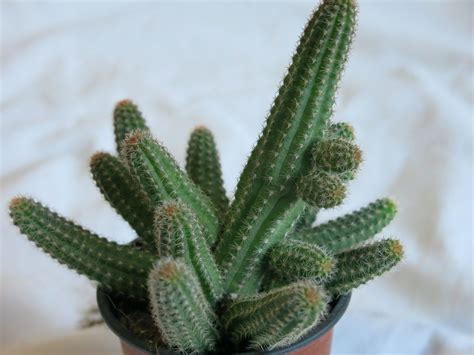 Chamaecereus silvestrii. Nombre común o vulgar: Cactus ...
