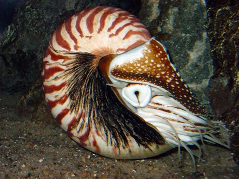 Chambered nautilus   Wikipedia